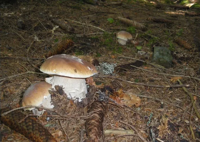 Dualhaus بريسيغ